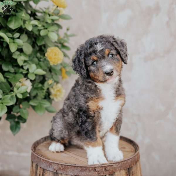 Scotty, Mini Bernedoodle Puppy